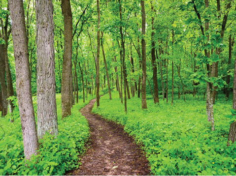 Trail Winds Through Deciduous Forest